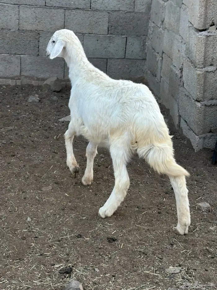 رخل 3