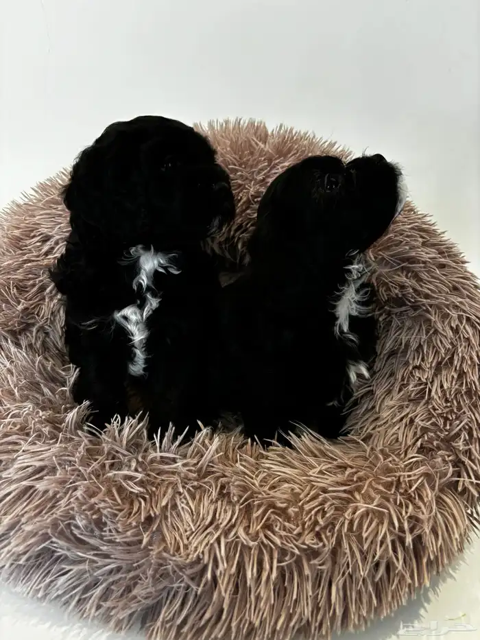 كلاب شيبو للبيع shih poo puppies for sale 0