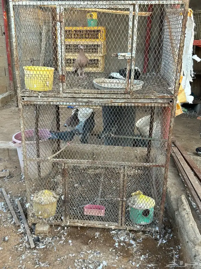 محكر حديد دورين حديد 0