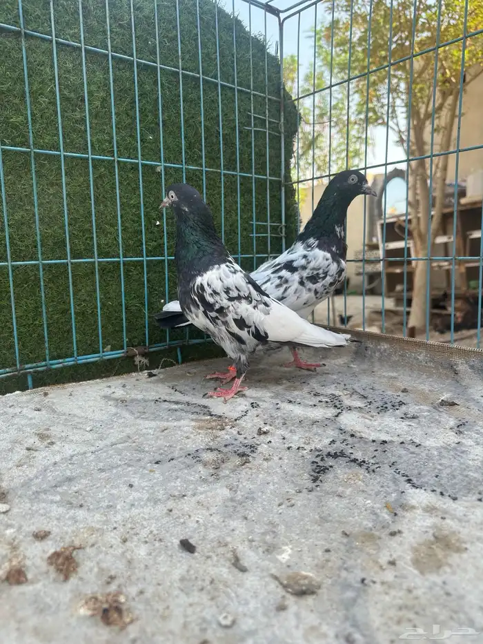 حمام باكستاني   Top 5