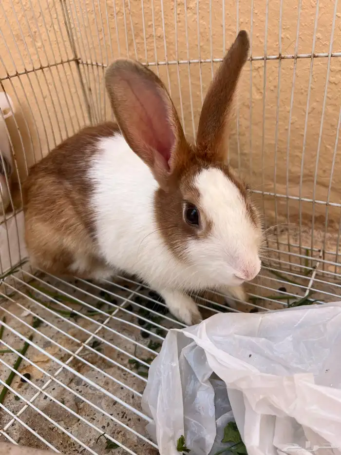 ارنب أنثى 0