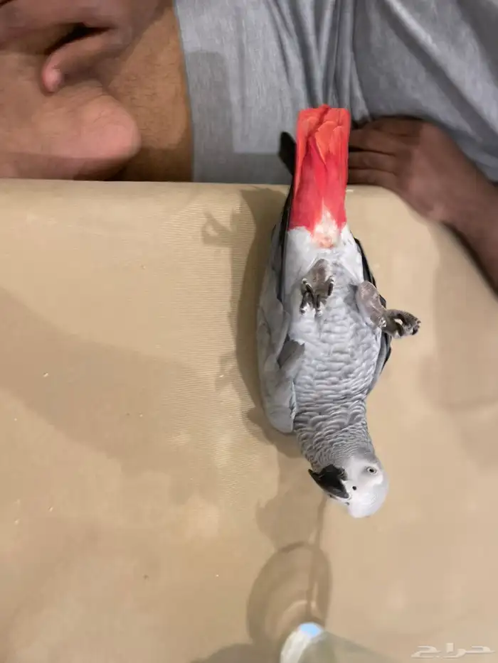 كاسكو للبيع 0