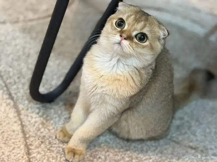 قط سكوتش قولد للبيع 0