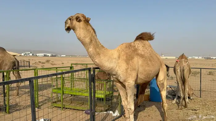 للبيع بعير فحل ثني مشروطه ولد غرنوق المعروف 16