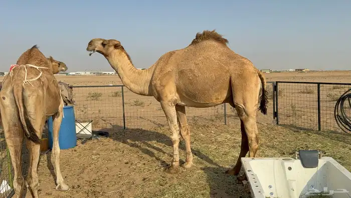 للبيع بعير فحل ثني مشروطه ولد غرنوق المعروف 6