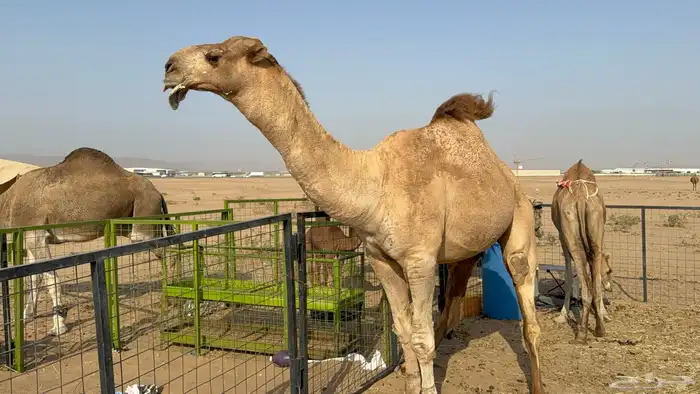 للبيع بعير فحل ثني مشروطه ولد غرنوق المعروف 17