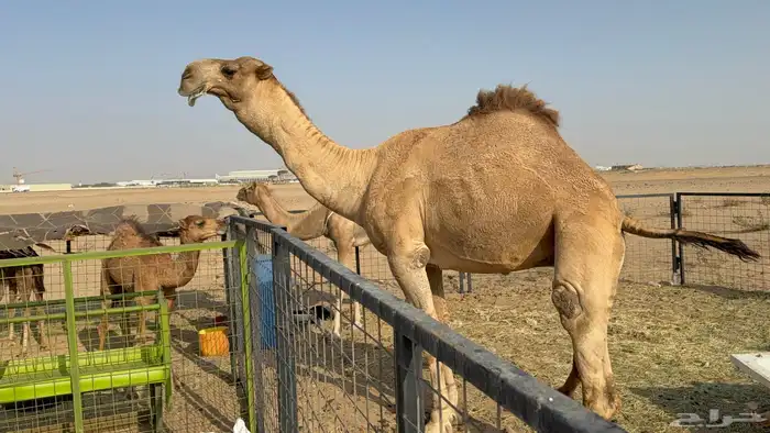 للبيع بعير فحل ثني مشروطه ولد غرنوق المعروف 18