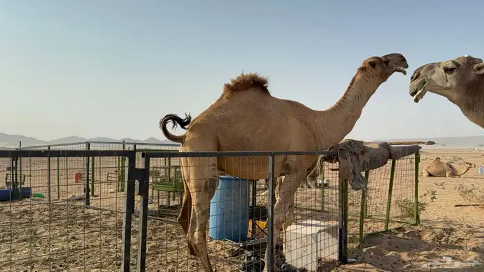 للبيع بعير فحل ثني مشروطه ولد غرنوق المعروف 8