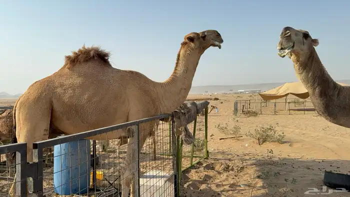 للبيع بعير فحل ثني مشروطه ولد غرنوق المعروف 11
