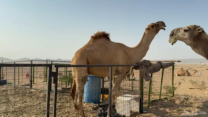 للبيع بعير فحل ثني مشروطه ولد غرنوق المعروف 9