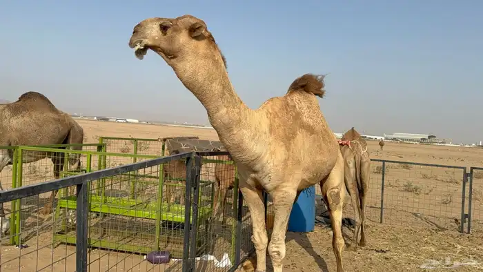 للبيع بعير فحل ثني مشروطه ولد غرنوق المعروف 19