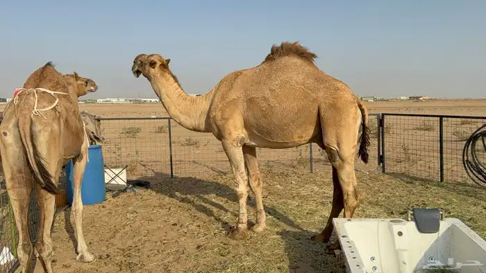 للبيع بعير فحل ثني مشروطه ولد غرنوق المعروف 5