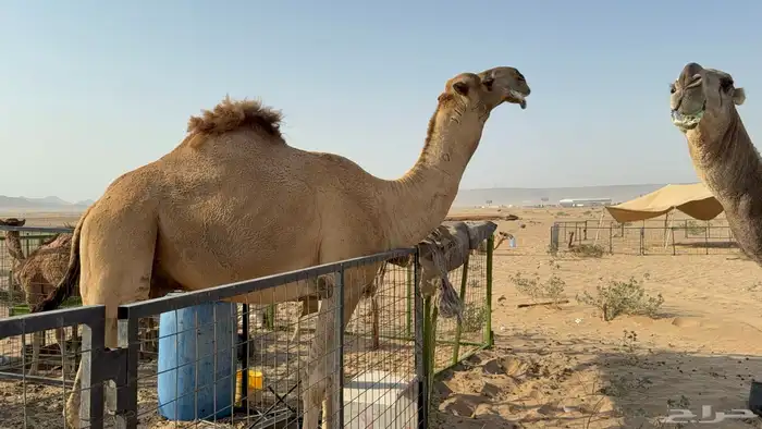 للبيع بعير فحل ثني مشروطه ولد غرنوق المعروف 10
