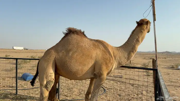 للبيع بعير فحل ثني مشروطه ولد غرنوق المعروف 2