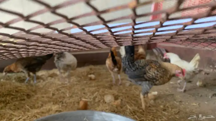 دجاج وارانب 1