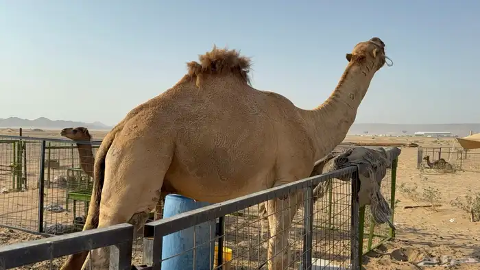 للبيع بعير فحل ثني مشروطه ولد غرنوق المعروف 15