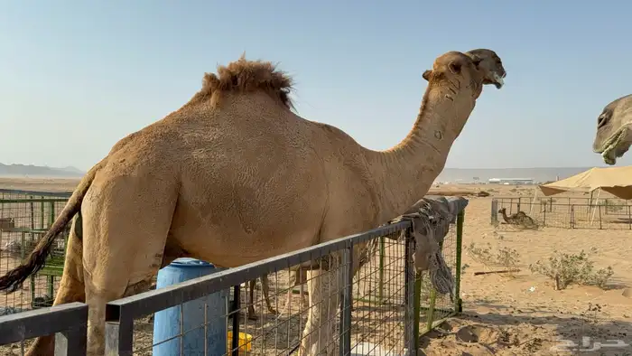 للبيع بعير فحل ثني مشروطه ولد غرنوق المعروف 12