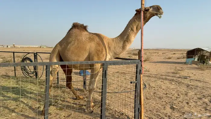 للبيع بعير فحل ثني مشروطه ولد غرنوق المعروف 0