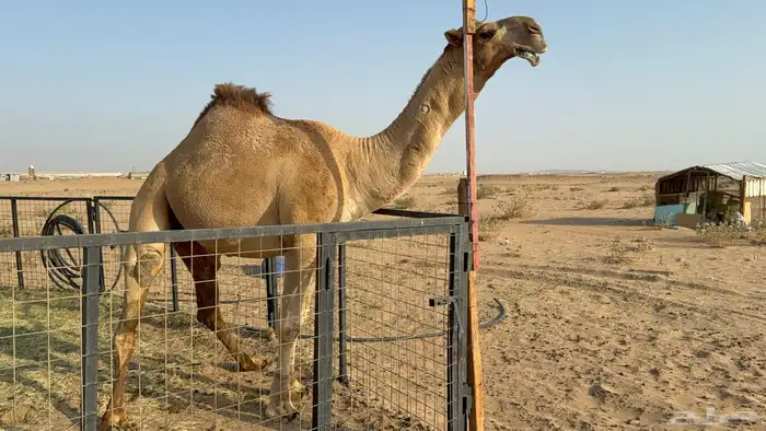 للبيع بعير فحل ثني مشروطه ولد غرنوق المعروف 1