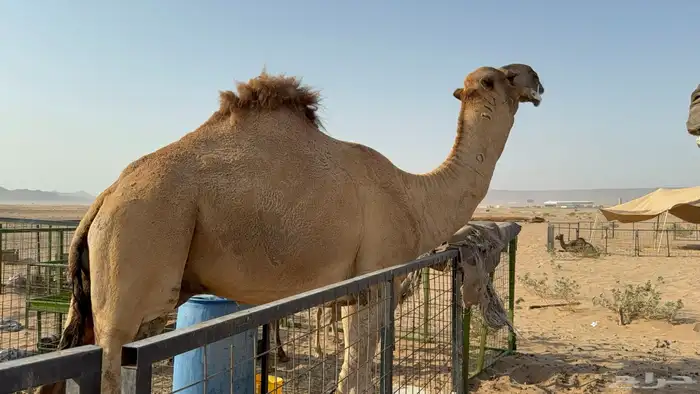 للبيع بعير فحل ثني مشروطه ولد غرنوق المعروف 13