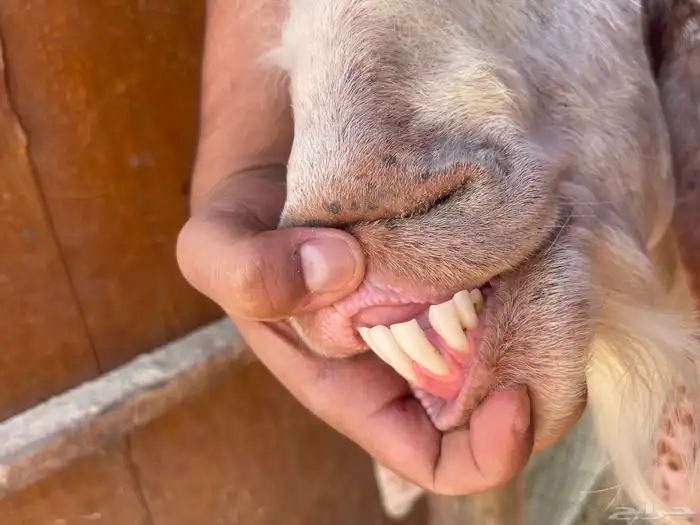 تيس فحل مشروط 3