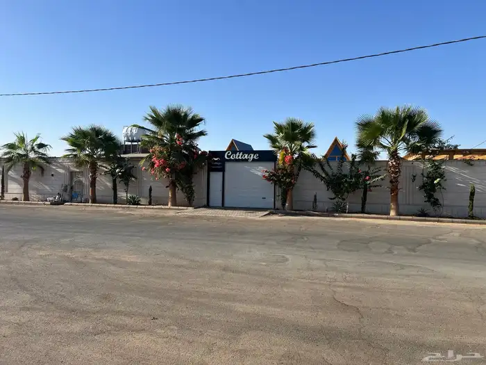 زيتون ونخل فاخر درجه اولى 7