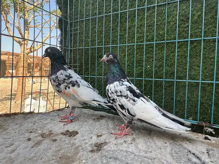 حمام باكستاني   Top 7