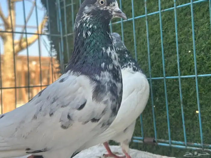 حمام باكستاني   Top 10