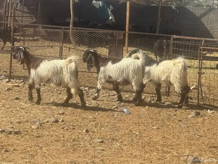 عرضين رخال نجد وحفار مصريات. تم البيع 4