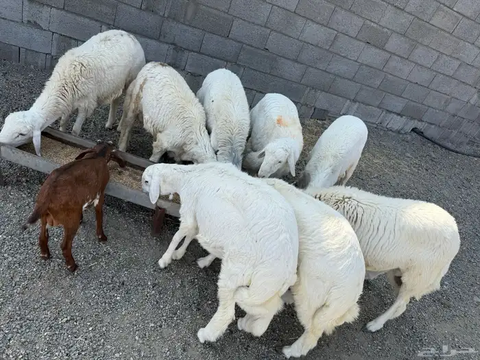 خرفان على مستوى مره نظيف 1