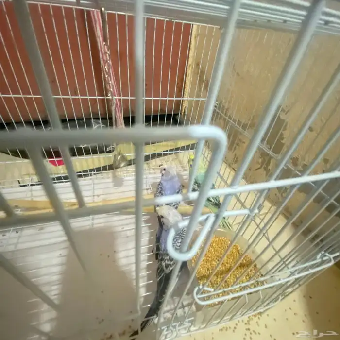 تم توفير كميه بداجي بسعار مرضيه للكل باذن الله صحه ونضافه 10