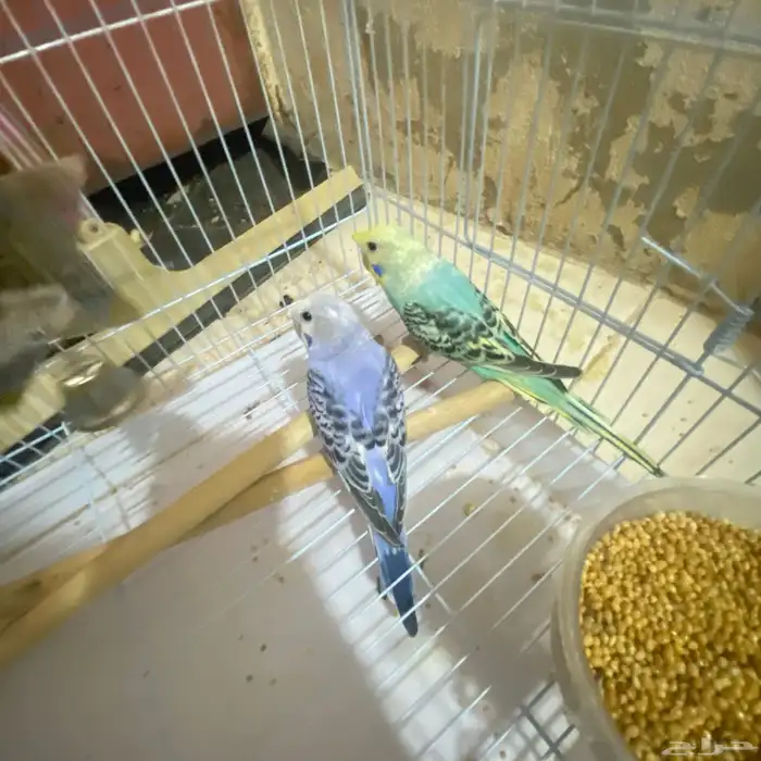 تم توفير كميه بداجي بسعار مرضيه للكل باذن الله صحه ونضافه 4