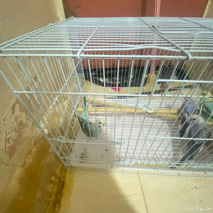 تم توفير كميه بداجي بسعار مرضيه للكل باذن الله صحه ونضافه 9