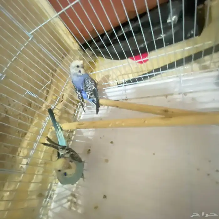 تم توفير كميه بداجي بسعار مرضيه للكل باذن الله صحه ونضافه 8