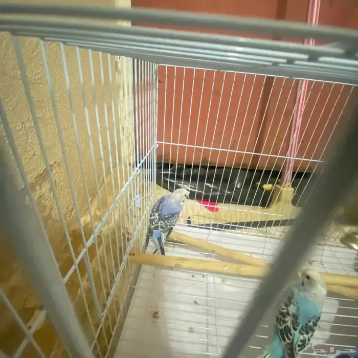 تم توفير كميه بداجي بسعار مرضيه للكل باذن الله صحه ونضافه 2