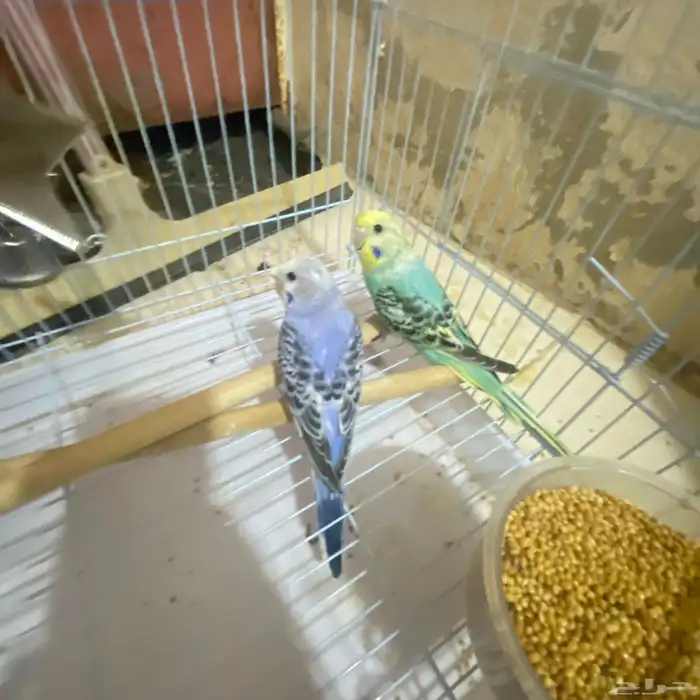 تم توفير كميه بداجي بسعار مرضيه للكل باذن الله صحه ونضافه 7