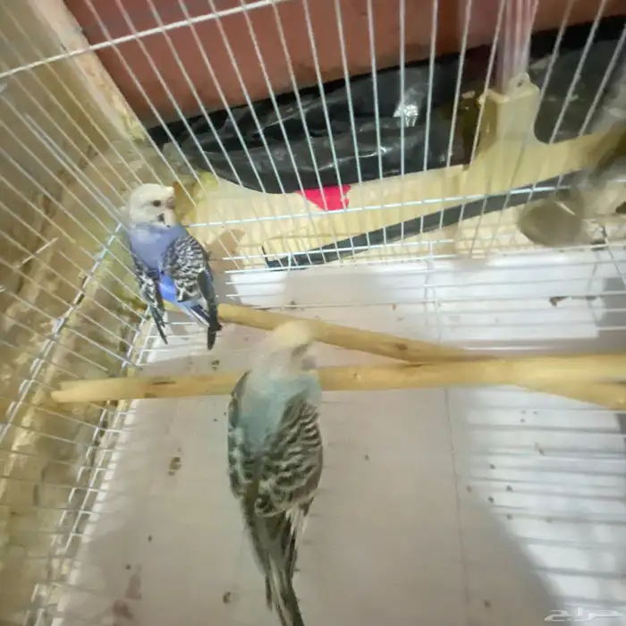 تم توفير كميه بداجي بسعار مرضيه للكل باذن الله صحه ونضافه 3