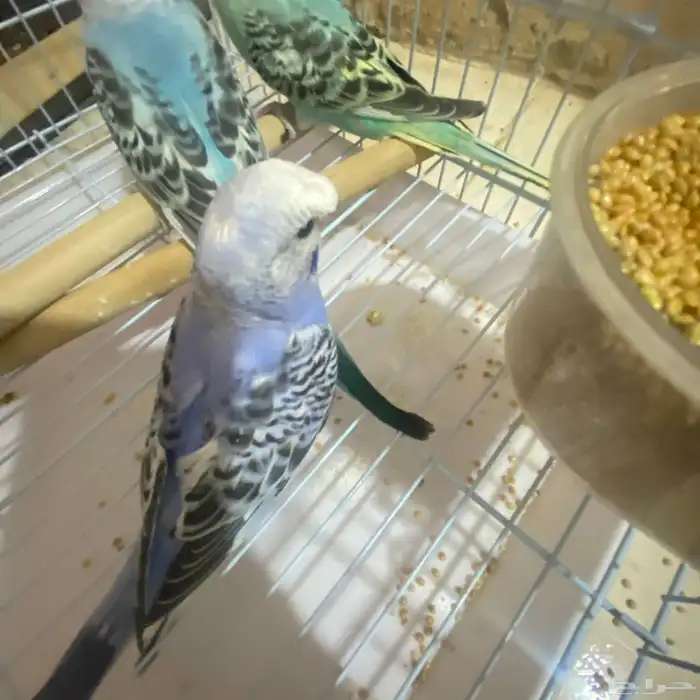 تم توفير كميه بداجي بسعار مرضيه للكل باذن الله صحه ونضافه 1