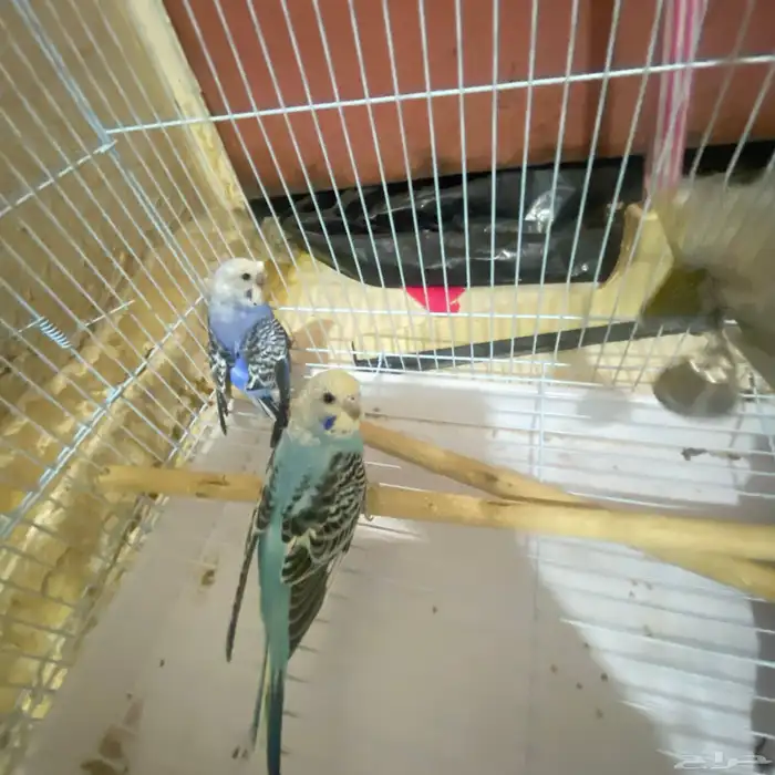 تم توفير كميه بداجي بسعار مرضيه للكل باذن الله صحه ونضافه 5