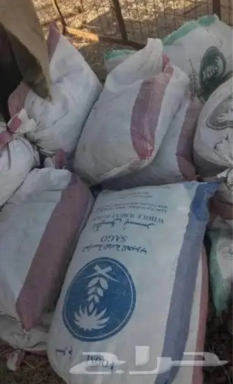 تمر علف انتاج جديد 0