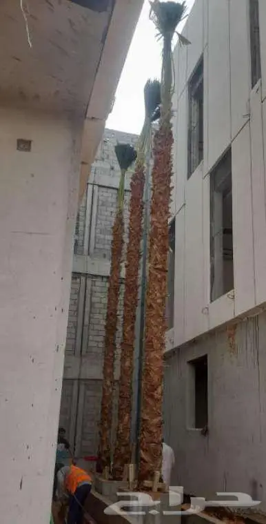 نخل واشنطن واشنطونيا 3