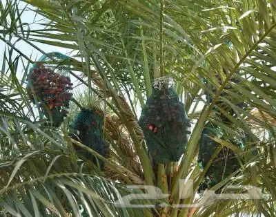 مزرعة كاملة للاجار 0