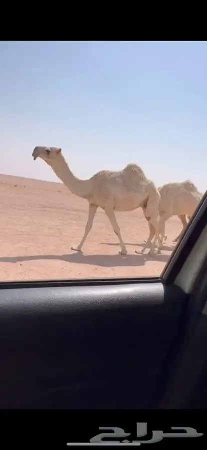 للبيع لقحه رمانيه كفووو 0