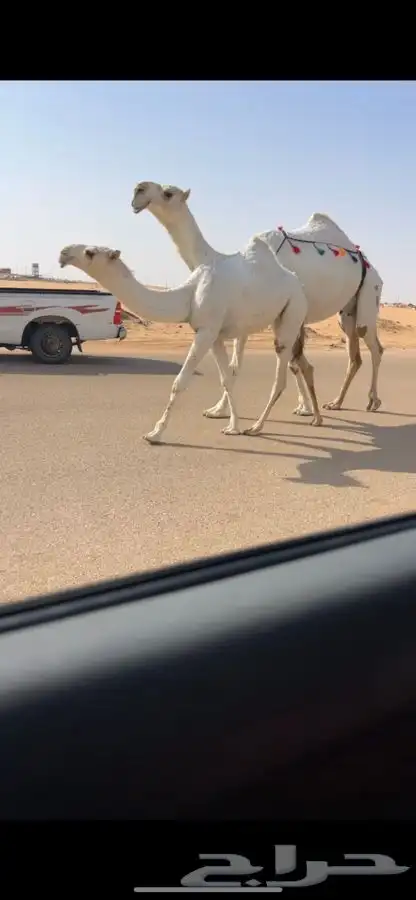 عشراء وضحاء كفووو 0