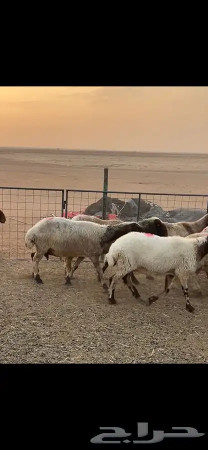 نعيم دفيع 4