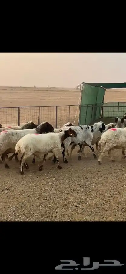 نعيم دفيع 5