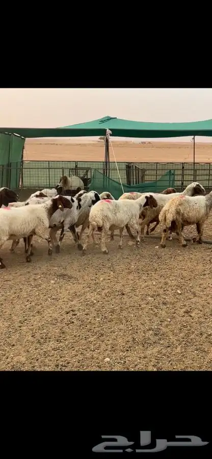 نعيم دفيع 2