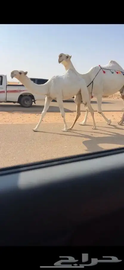 عشراء وضحاء كفووو 1