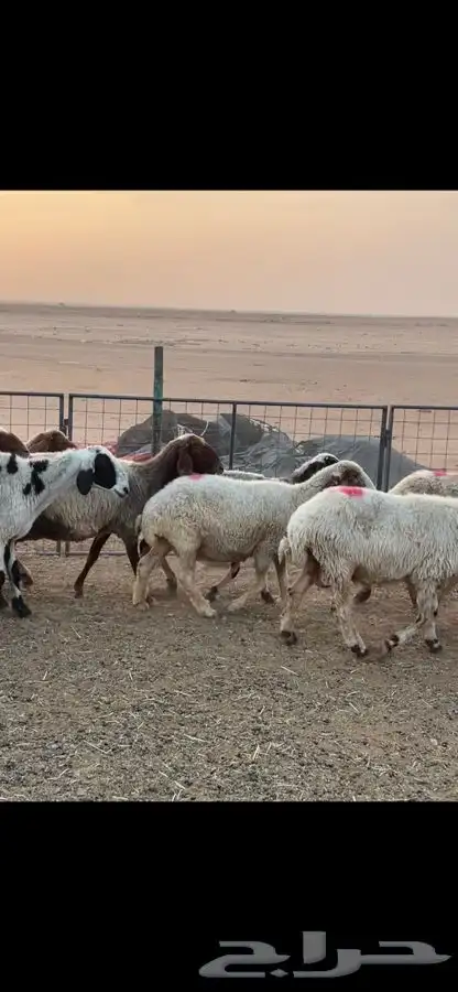 نعيم دفيع 6