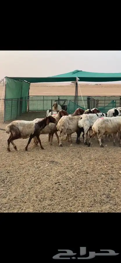 نعيم دفيع 0